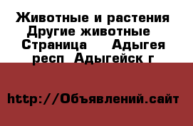 Животные и растения Другие животные - Страница 2 . Адыгея респ.,Адыгейск г.